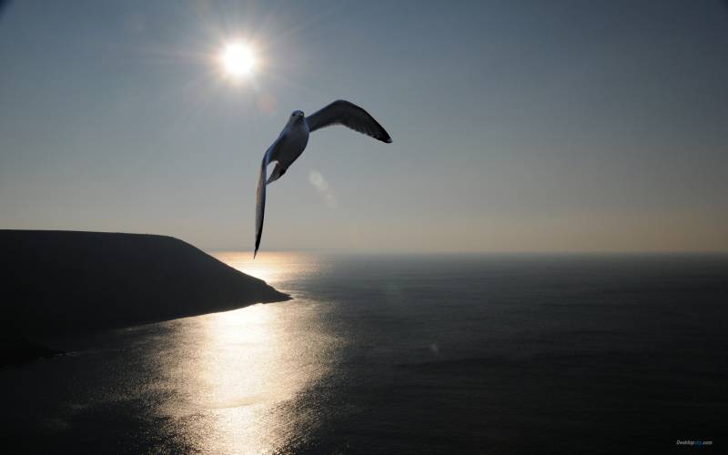 点击大图看下一张：海面翱翔的海鸥高清组图