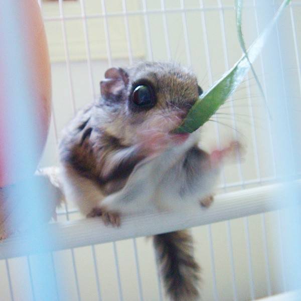 点击大图看下一张：日本小鼯鼠喂养植物图片