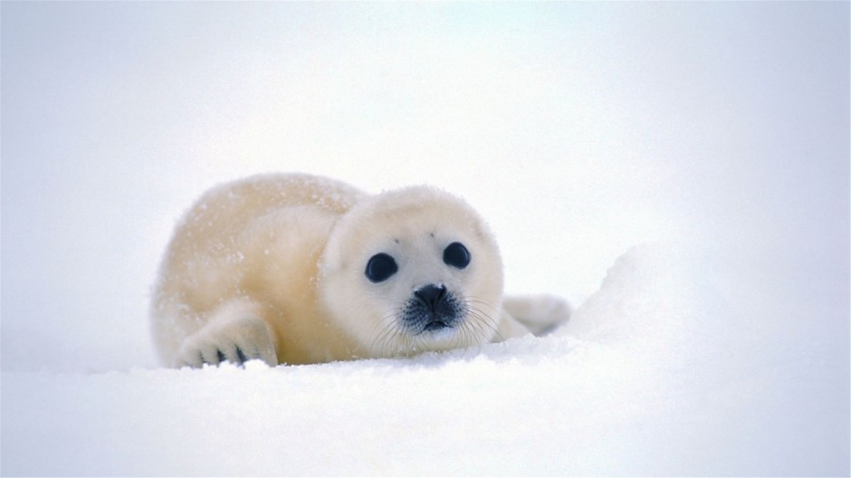 点击大图看下一张：可爱北极海豹图片特写