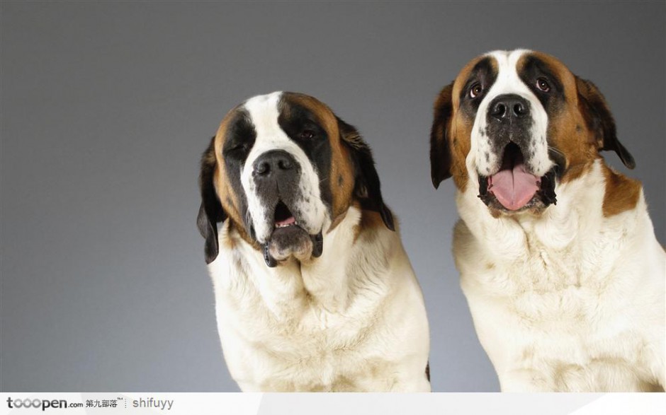 点击大图看下一张：傻乎乎的圣伯纳犬图片