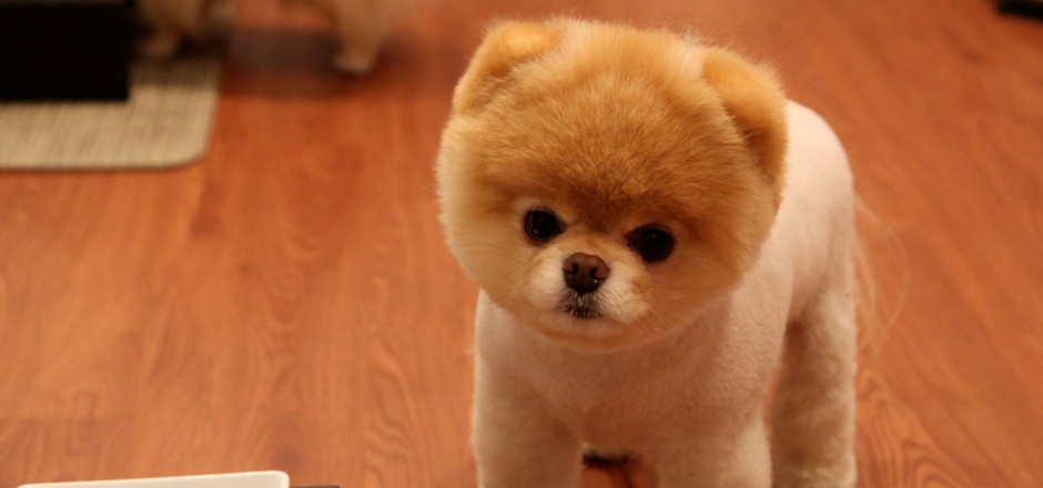 点击大图看下一张：可爱超萌的博美犬摄影图片