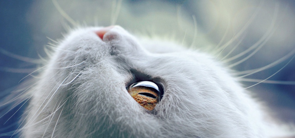 点击大图看下一张:可爱的萌猫眼睛图片欣赏