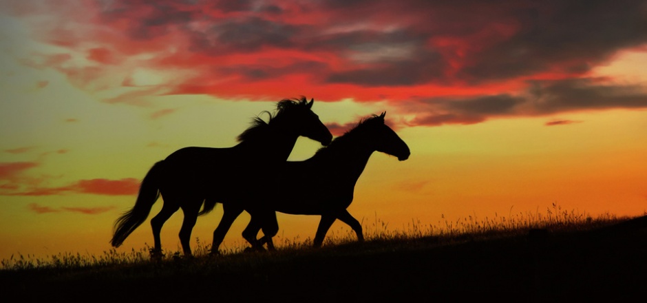 点击大图看下一张：草原上的马唯美意境图片