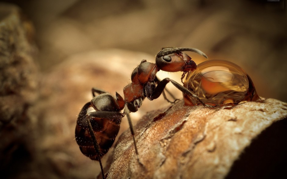 点击大图看下一张：昆虫蚂蚁高清微距摄影图片