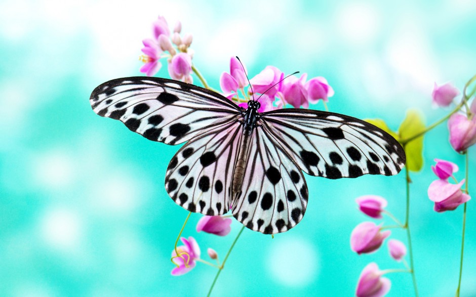 点击大图看下一张：梦幻蝴蝶壁纸美丽迷人