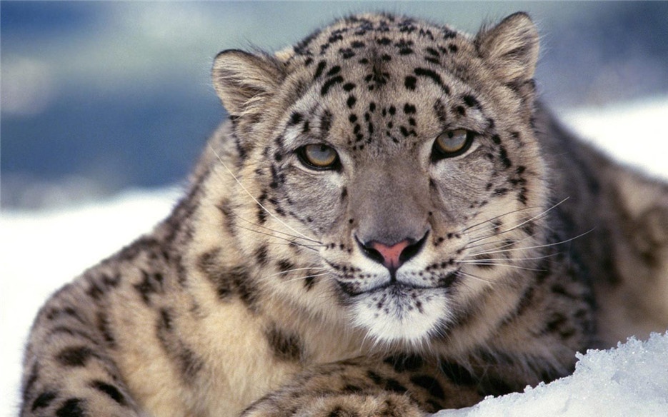 点击大图看下一张：我国一级保护动物野生雪豹图片