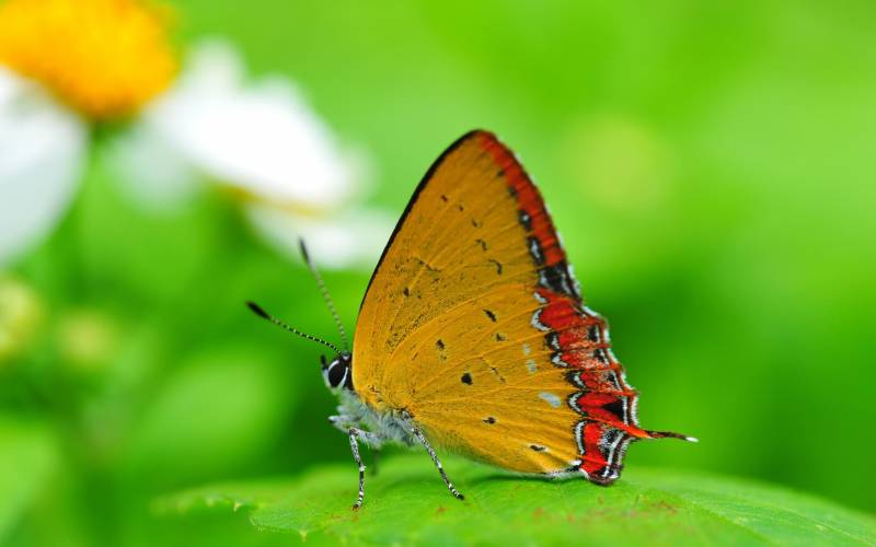 点击大图看下一张：树林里的美丽蝴蝶精美高清摄影图集
