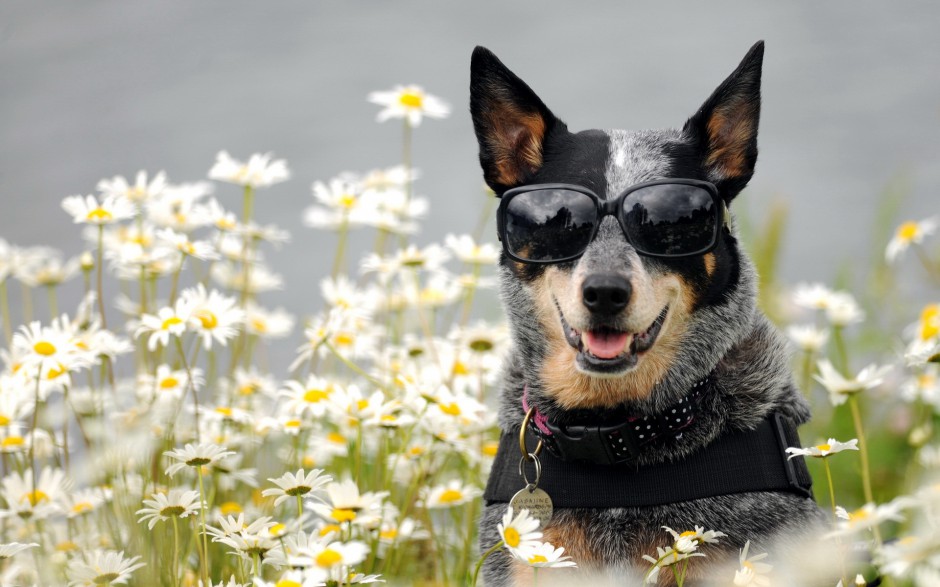 点击大图看下一张：呆萌可爱的澳洲牧羊犬户外写真图片