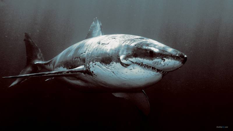 点击大图看下一张：凶猛的鲨鱼高清组图