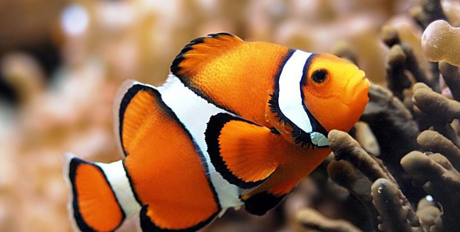 点击大图看下一张：色彩斑斓的公子小丑鱼图片
