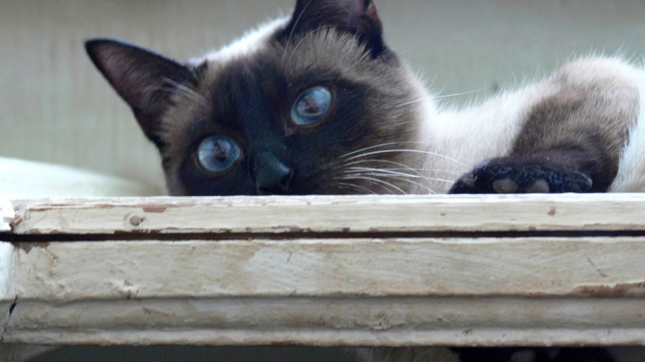 点击大图看下一张：贵气孤傲的暹罗猫生活写真照片