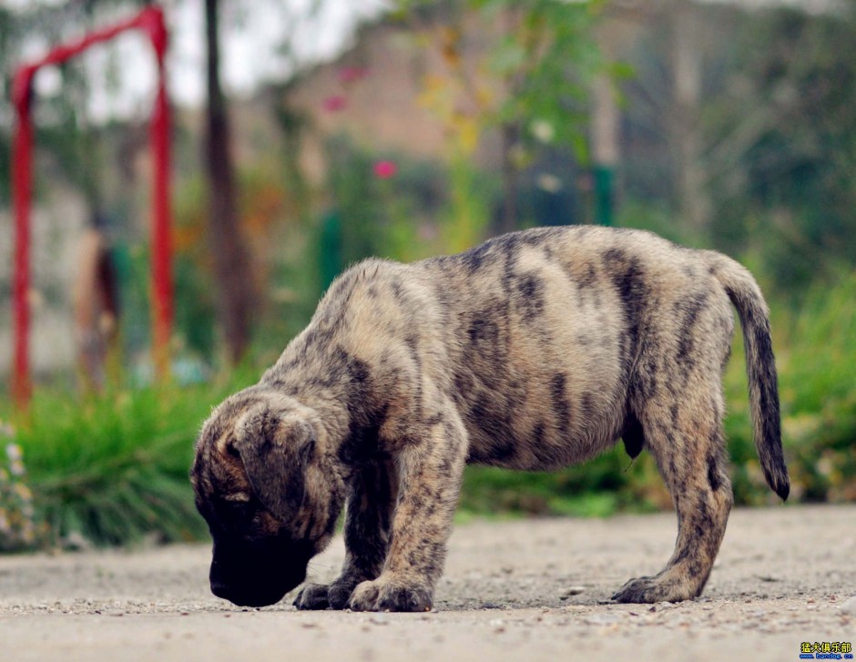 点击大图看下一张：加纳利犬幼崽可爱图片抓拍