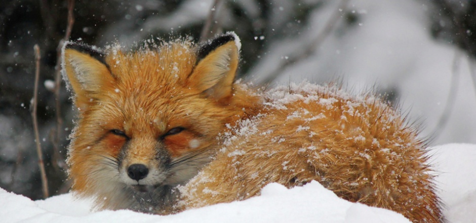 点击大图看下一张：雪地里可爱的狐狸图片