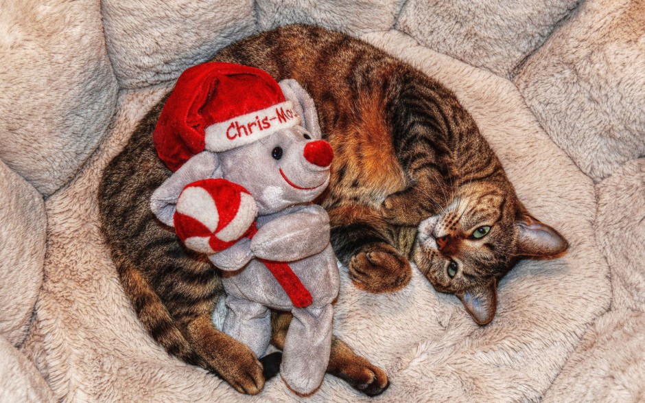 点击大图看下一张：可爱猫咪圣诞节主题壁纸