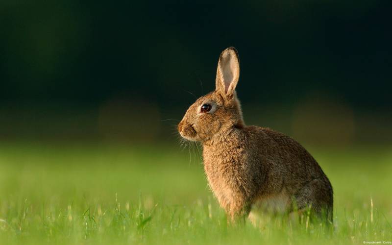 点击大图看下一张：欢蹦乱跳的可爱小兔子高清大图