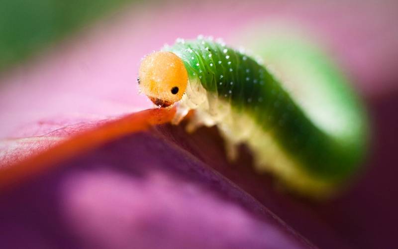 点击大图看下一张：常见昆虫图片可爱的毛毛虫高清特写