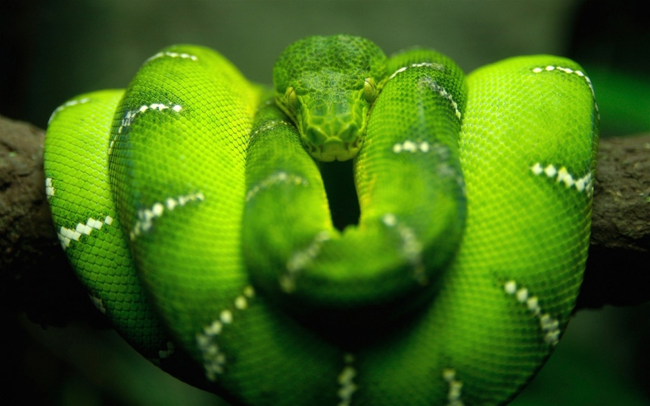 点击大图看下一张：盘曲树干的可怕亚马逊蟒蛇图片