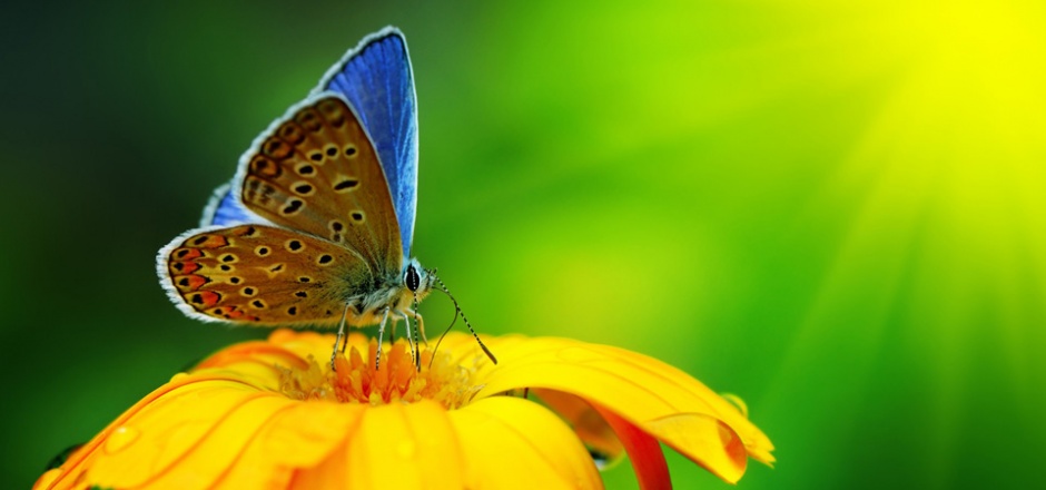 点击大图看下一张：春天花卉彩色蝴蝶摄影图片