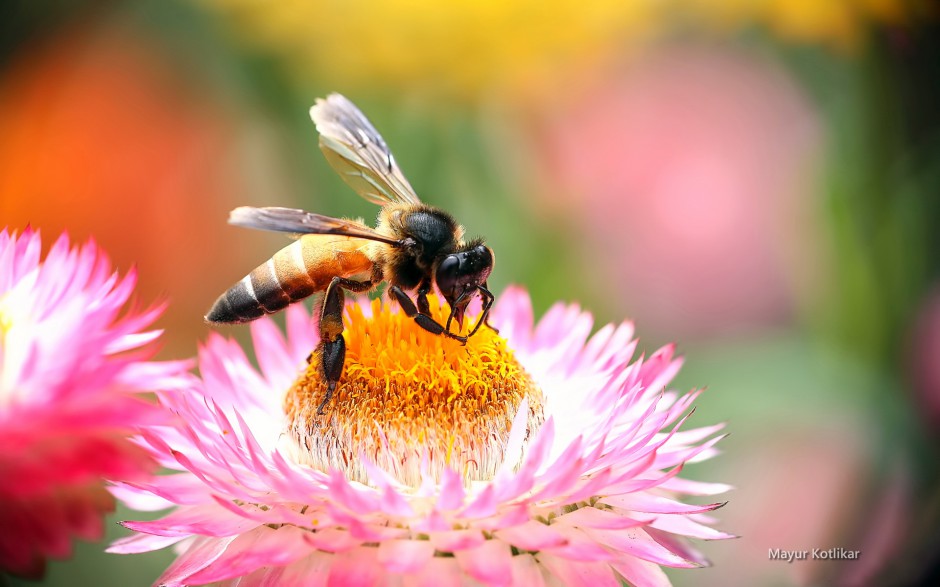 点击大图看下一张：春天蜜蜂与花风景桌面壁纸