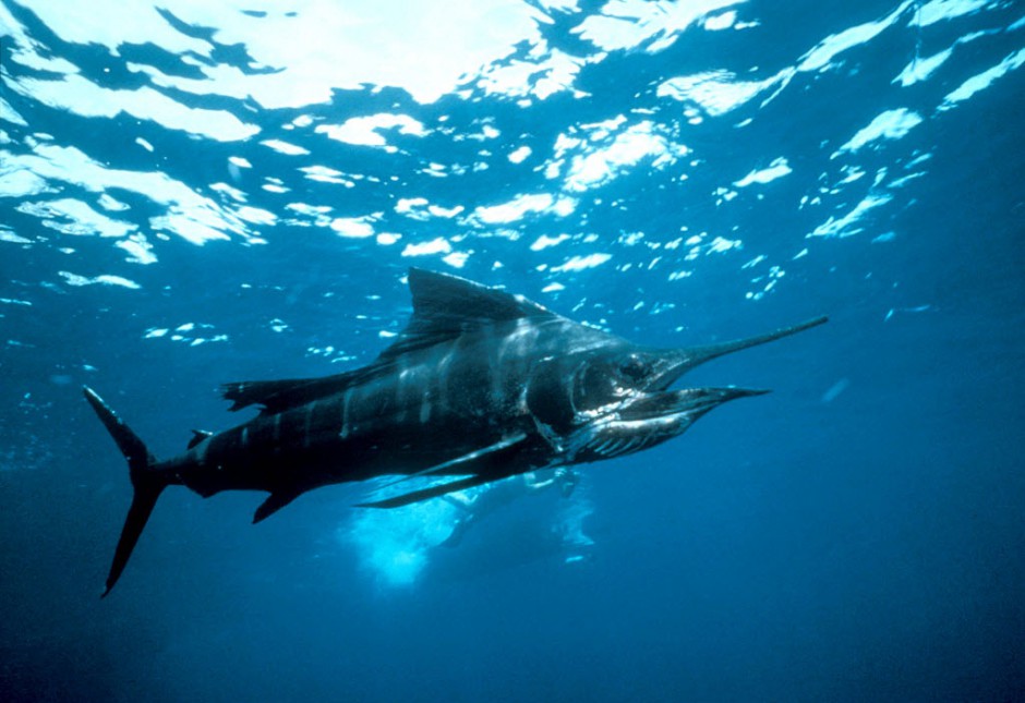点击大图看下一张：海底畅游的长剑鱼图片