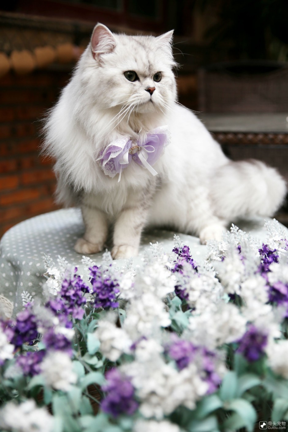 点击大图看下一张：金吉拉猫图片造型优雅可爱