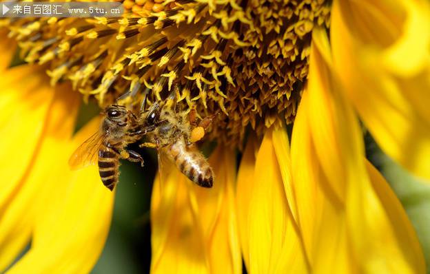点击大图看下一张：蜜蜂采蜜的超清特写图片