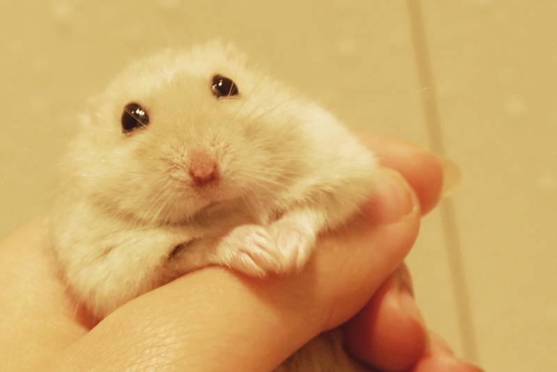 点击大图看下一张：握在手里的白布丁仓鼠图片