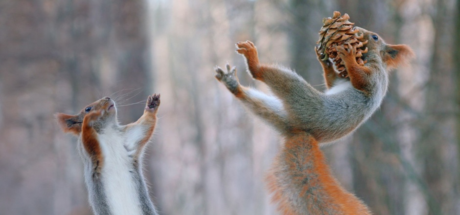 点击大图看下一张：森林欢乐玩耍的可爱小松鼠图片