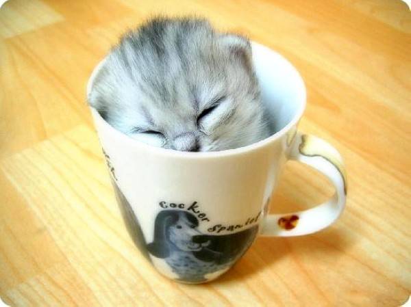 点击大图看下一张：小茶杯猫睡觉图片欣赏