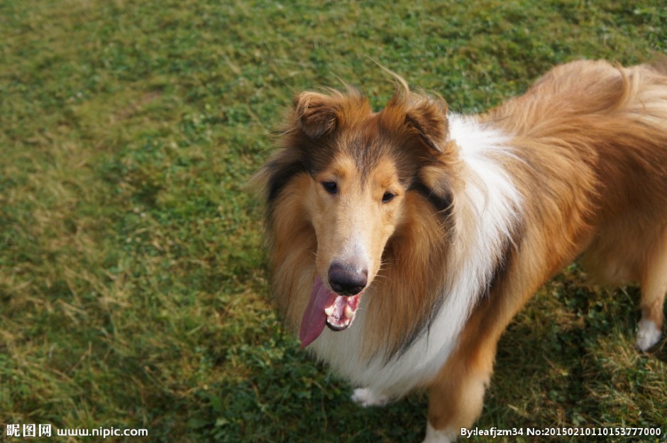 点击大图看下一张：犬中明星美系苏格兰牧羊犬图片