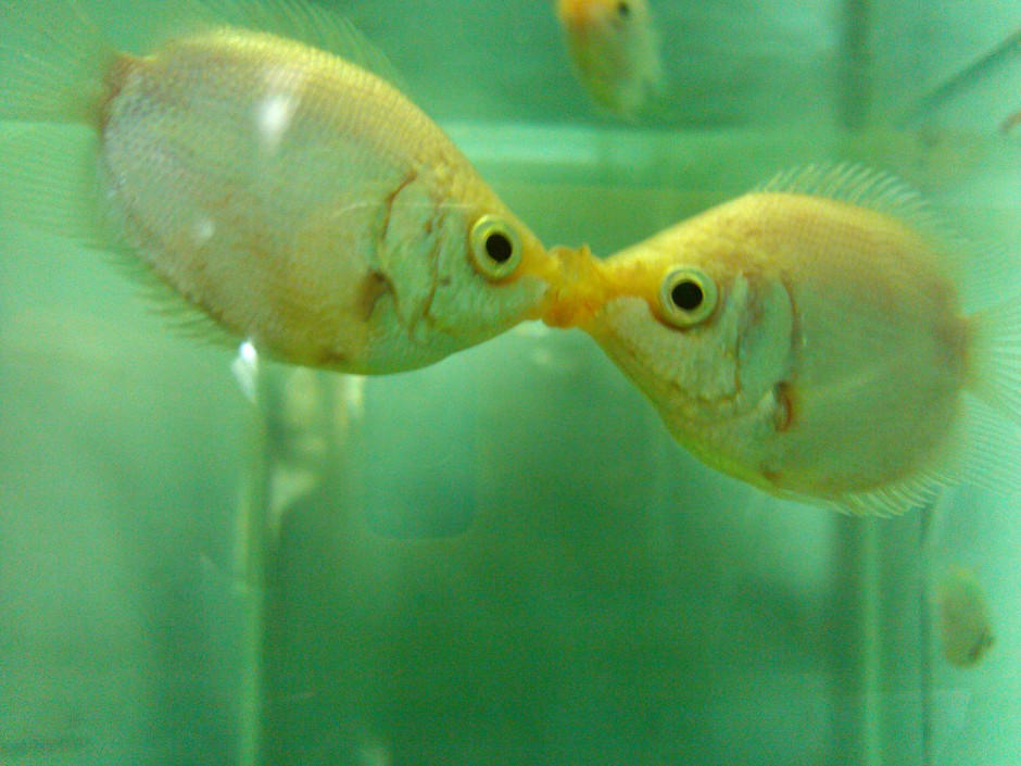 点击大图看下一张：小型观赏鱼类接吻鱼精美图片