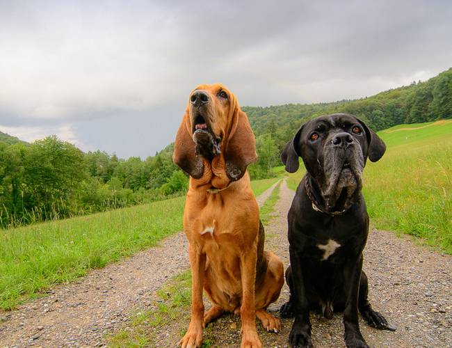 点击大图看下一张：帅气的纯种寻血猎犬户外活动图片