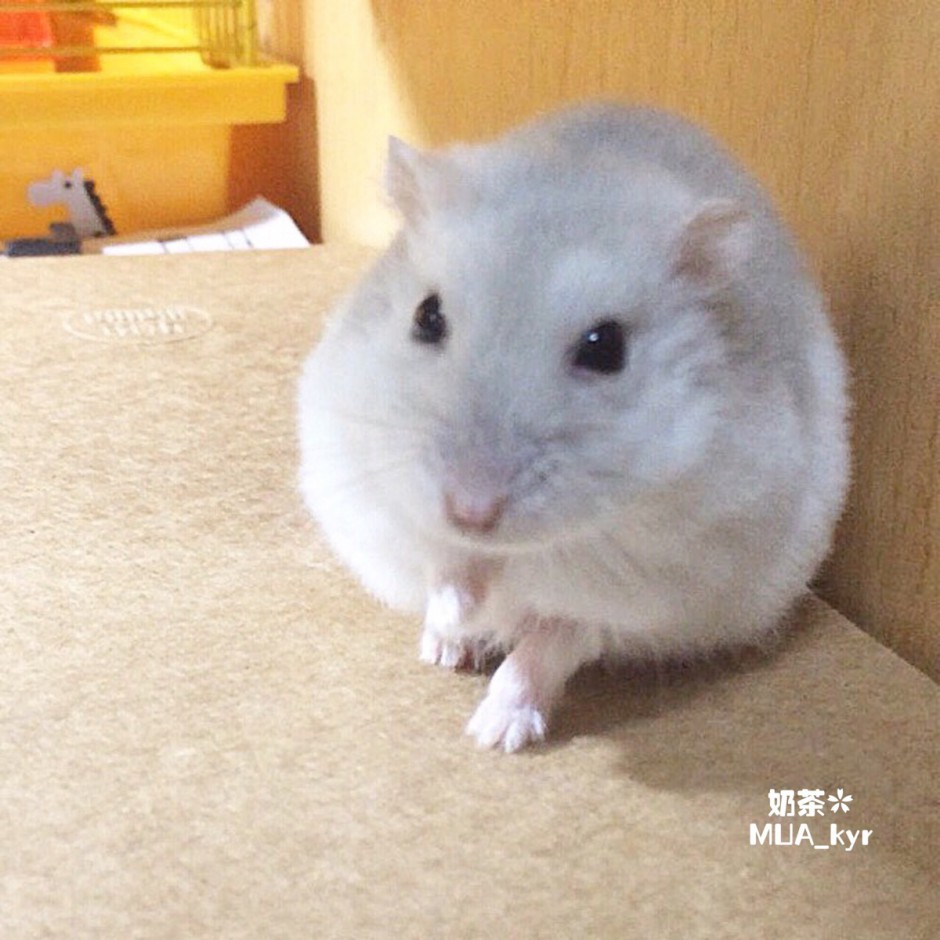 点击大图看下一张:成年奶茶仓鼠温顺图片大全