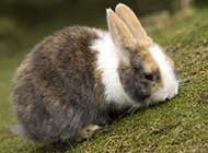 草原上可爱的小兔子