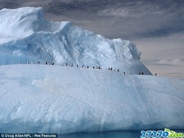 点击大图看下一张：冰冻极地罕见画面：豹海豹杀害企鹅