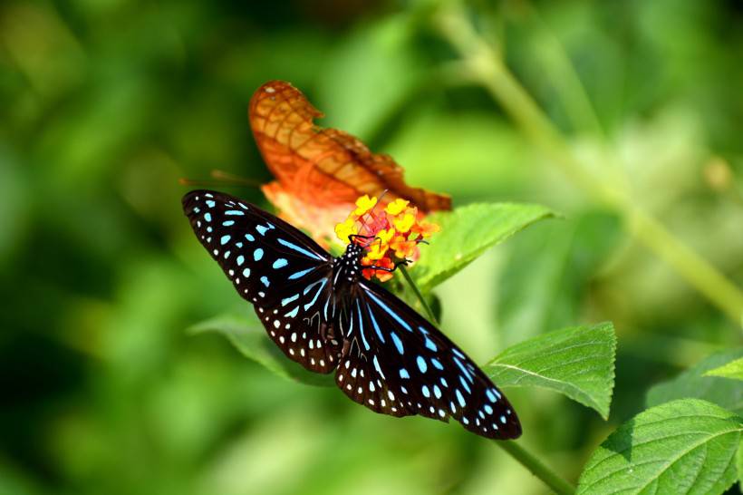 点击大图看下一张：伫立枝头的花蝴蝶图片