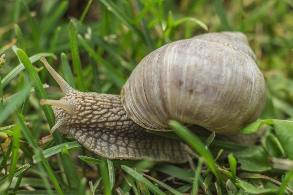 点击大图看下一张：野外可爱的蜗牛摄影图片