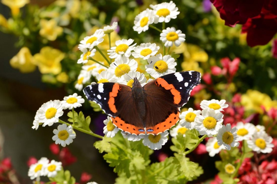 点击大图看下一张：花朵上的蝴蝶高清摄影图片