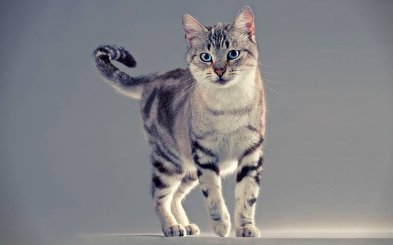 点击大图看下一张：神气又超萌的猫科动物摄影壁纸