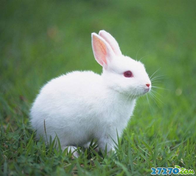 点击大图看下一张：可爱兔子