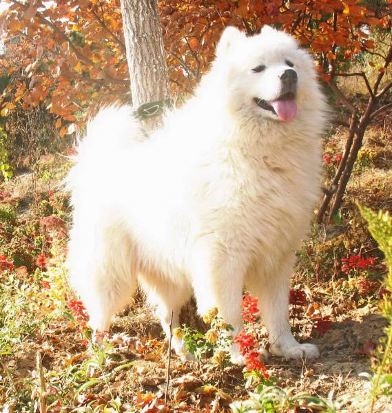 点击大图看下一张：超可爱的萨摩耶犬高清图片
