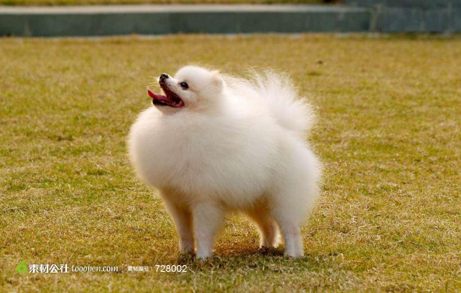 点击大图看下一张：户外活动的成年白色博美犬图片