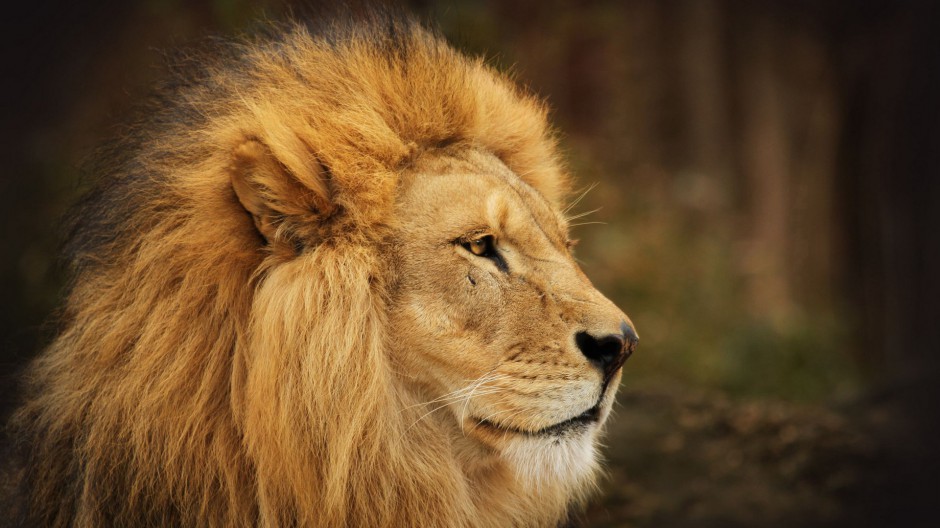 点击大图看下一张：百兽之王非洲狮子高清摄影图片