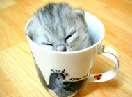 小茶杯猫睡觉图片欣赏