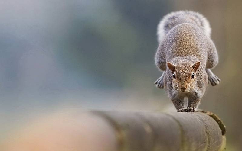 点击大图看下一张：冬季机灵身手敏捷的松鼠高清图片