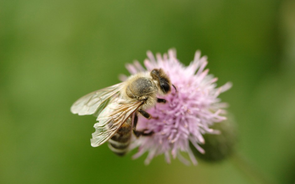 点击大图看下一张：春天花园勤劳的小蜜蜂图片精选