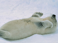 雪地里的可爱小海豹图片
