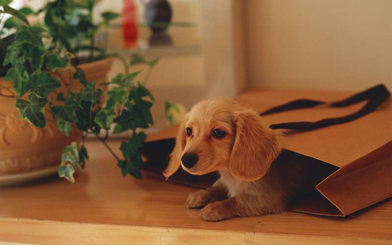 点击大图看下一张：可爱的萌宠图片 迷你腊肠犬超高清壁纸