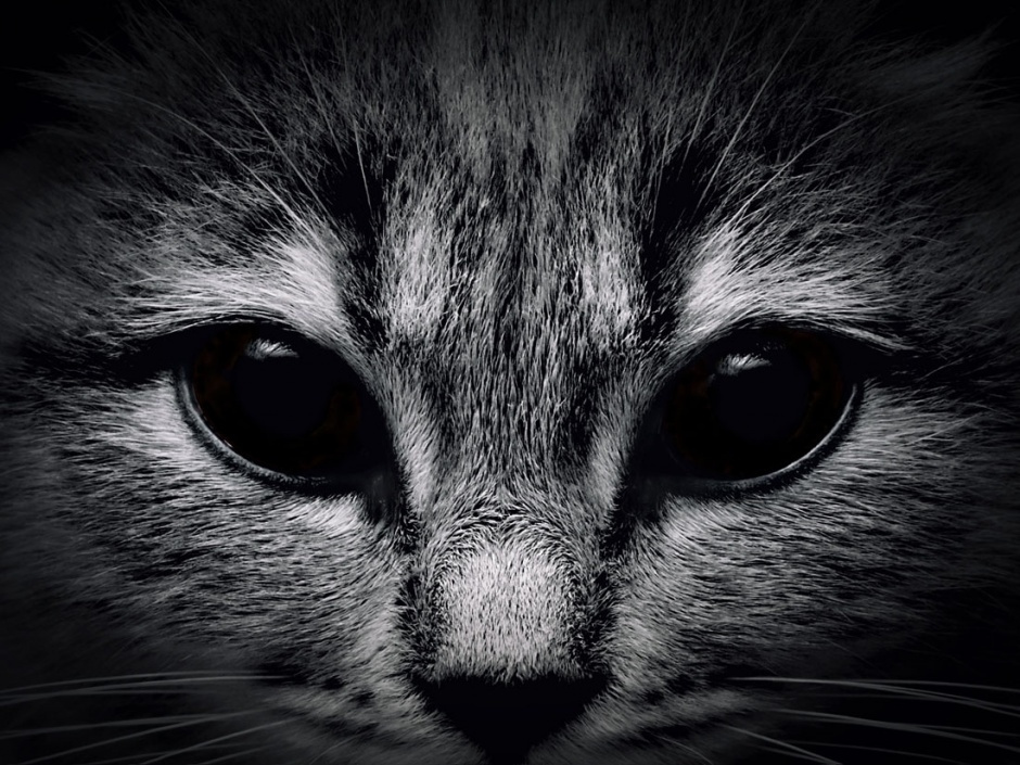 点击大图看下一张：黑色的猫眼部特写高清图片
