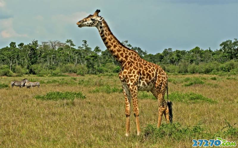 点击大图看下一张：非洲草原上：长颈鹿